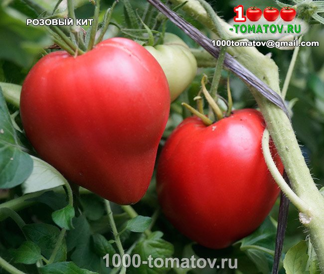 Томат Розовый кит ФОТО 1