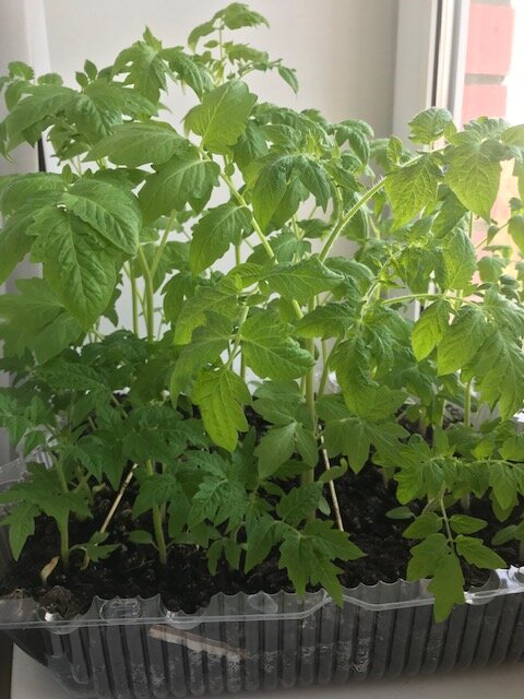 Это рассада для открытого грунта, пока остается на балконе