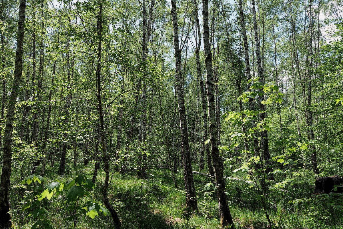 Новгород центр лес. Сулюковский лес заказник. Лесной заповедник.