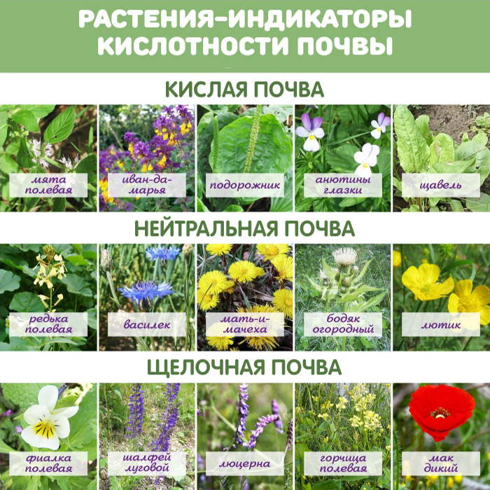 Какую почву предпочитают