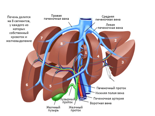 Строение печени 