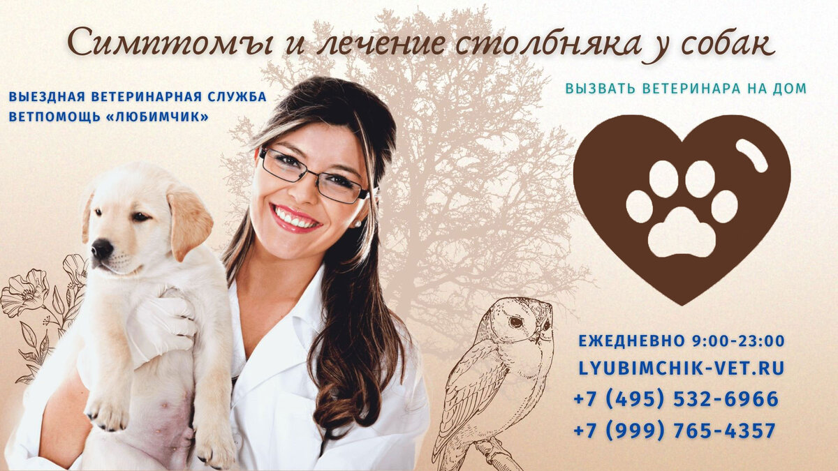 Столбняк у собак: симптомы, лечение и профилактика