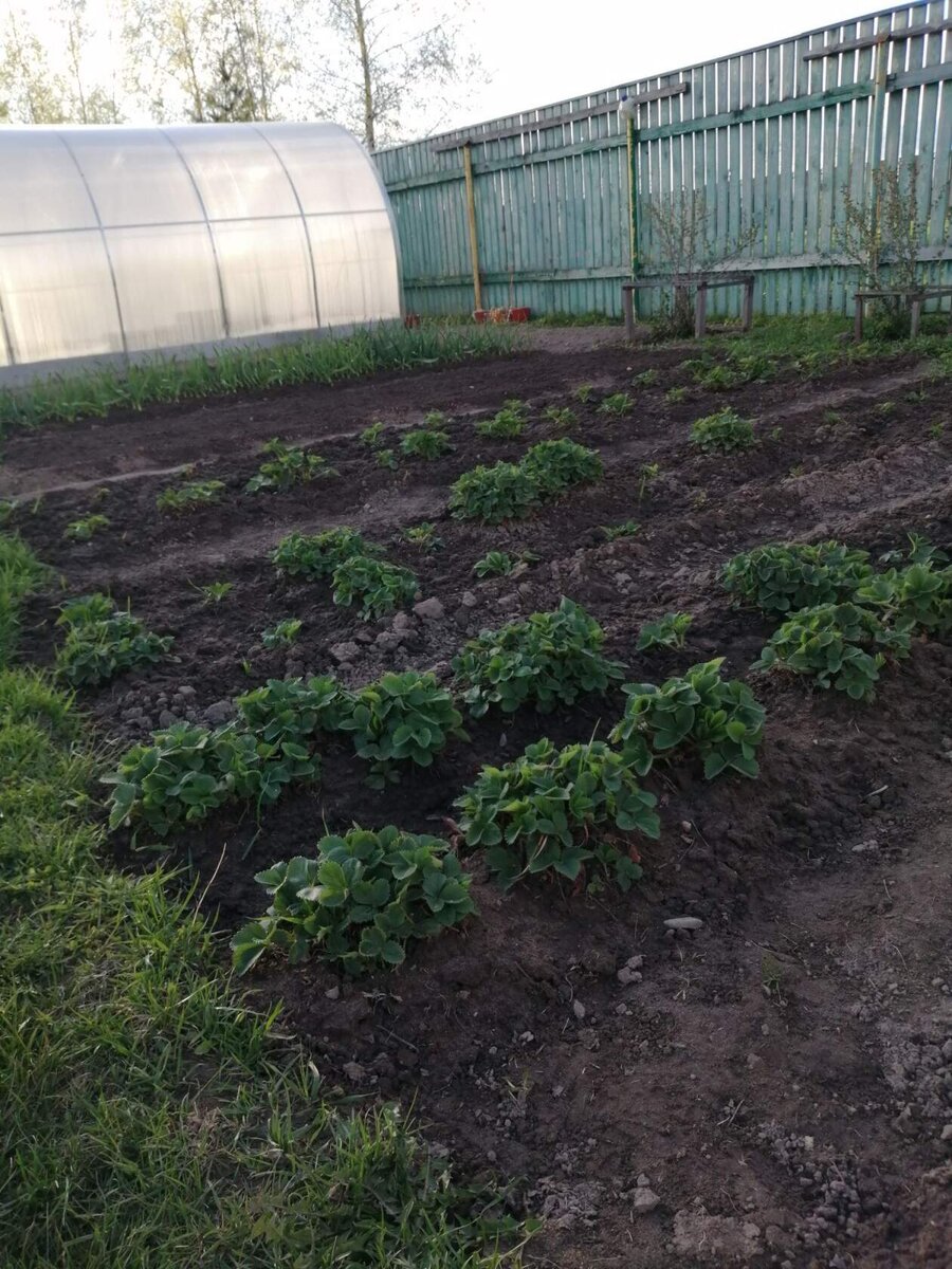 Мой небольшой огородик.