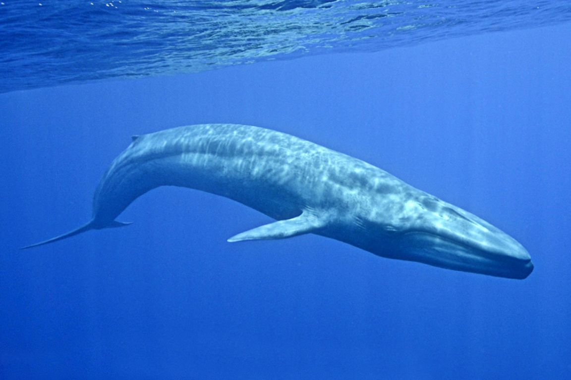 Крупное млекопитающее в мире. Голубой кит Balaenoptera musculus. Синий кит (голубой кит). Синий кит блювал. Блювал (голубой или синий кит).