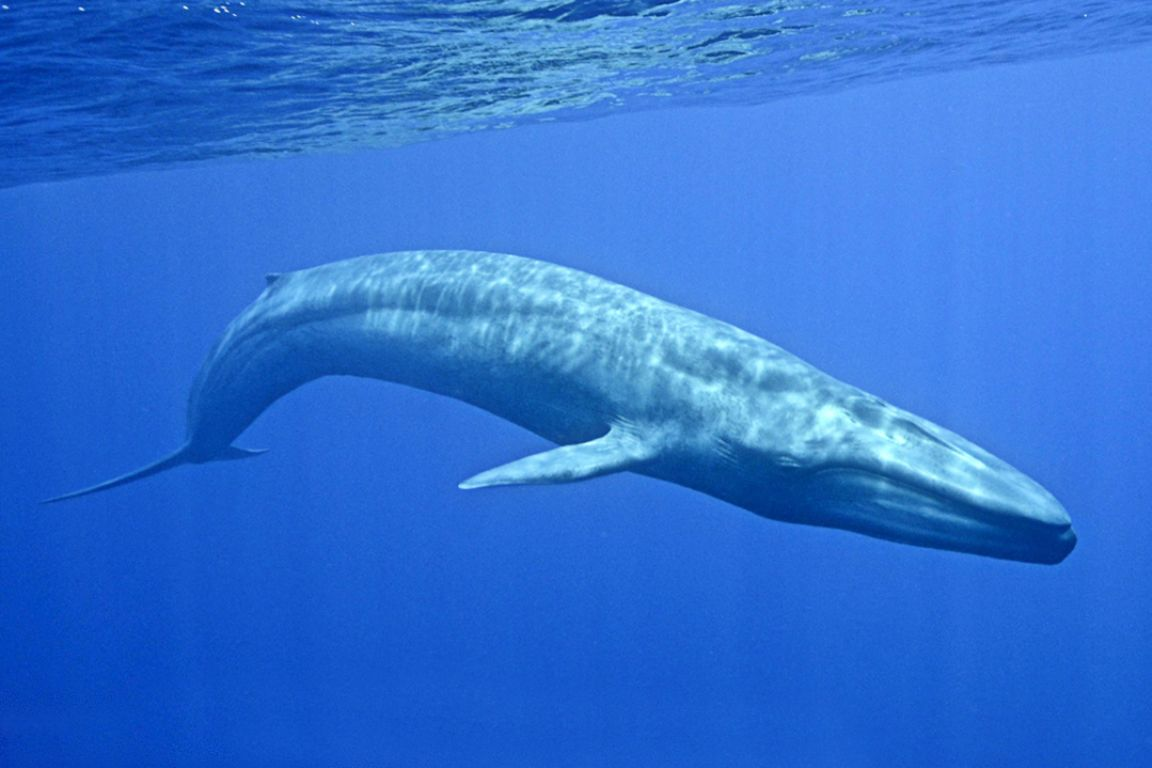 Самого большого зверя в мире. Голубой кит Balaenoptera musculus. Синий кит (голубой кит). Синий кит блювал. Блювал (голубой или синий кит).