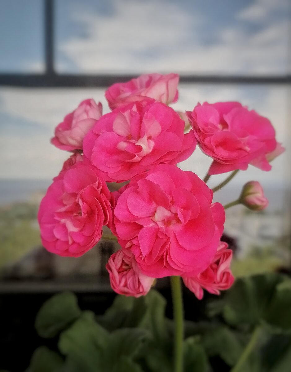 Рос ваш питомец прекрасно и вдруг листочки стали мелкими... В два, а то и в три раза мельче обычного! И подкормки не особенно - то и помогают. Что делать, в чем причина? Как вернуть былую зелень?