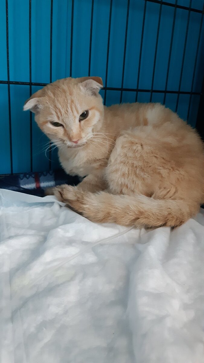 Принц в клинике