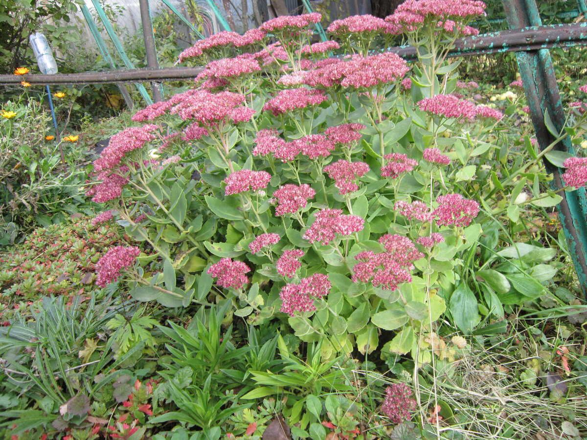 Очиток видный теперь остался только на даче