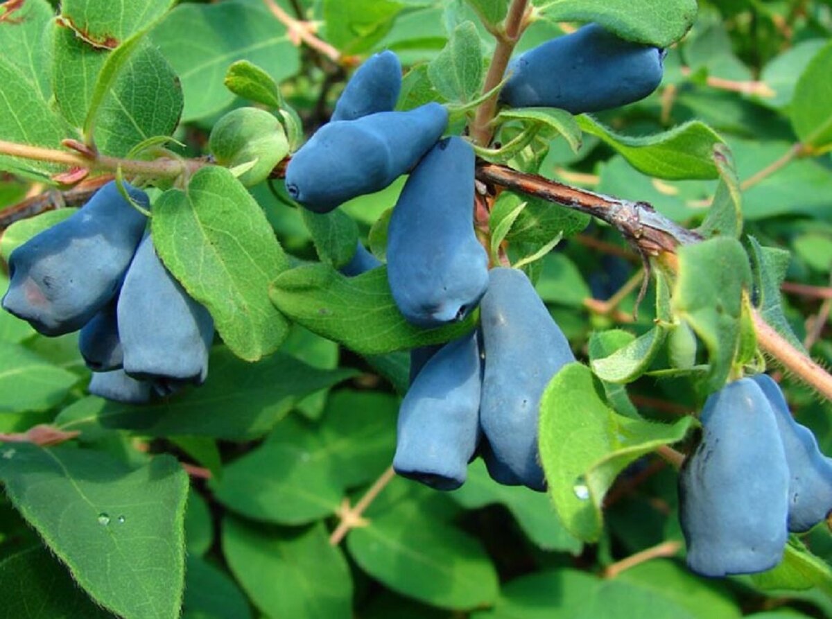 жимолость съедобная. жимолость сорт нимфа. жимолость морена. жимолость съедобная куст. жимолость съедобная югана.