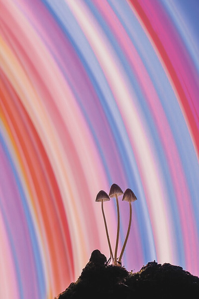     Андрей Кузнецов «Лепреконы» (финалист в номинации «Искусство дикой природы»).