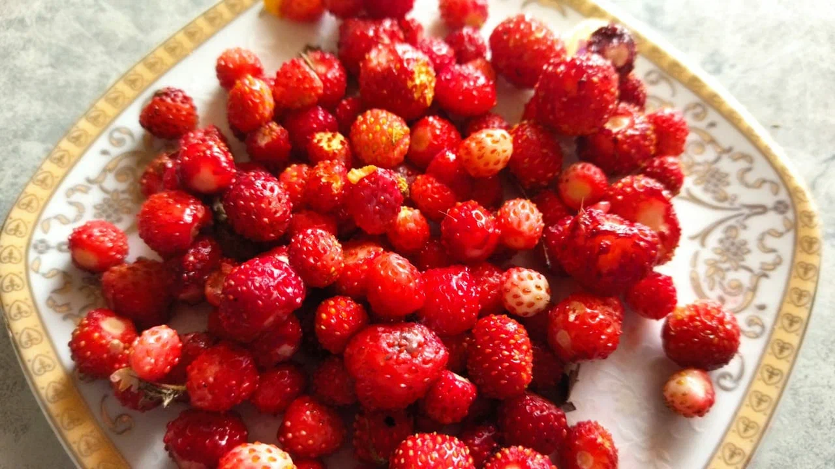 Урожай лесной земляники