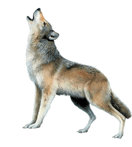 В середине VI века нашей эры на историческую сцену Евразии вышел сильный народ. Ему за 20 лет удалось создать государство от Желтого моря на востоке до Черного моря на западе.-7