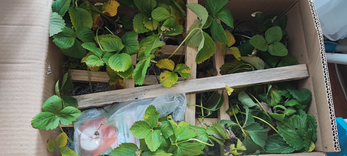 одна палка сломалась, остальные сидят крепко, пришлось постараться их вытащить