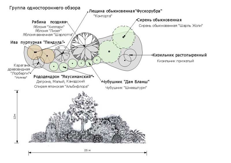 Схема посадки деревьев и кустарников