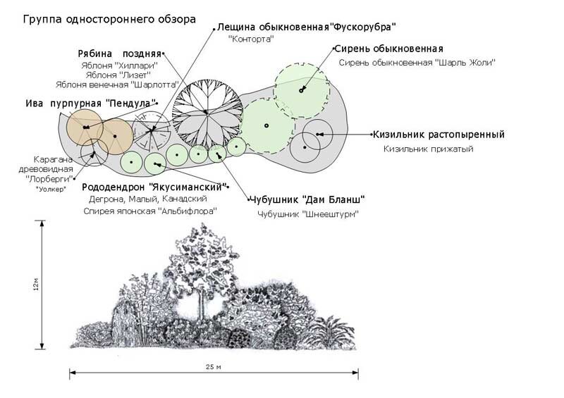 Схема клумбы вдоль забора с хвойными растениями