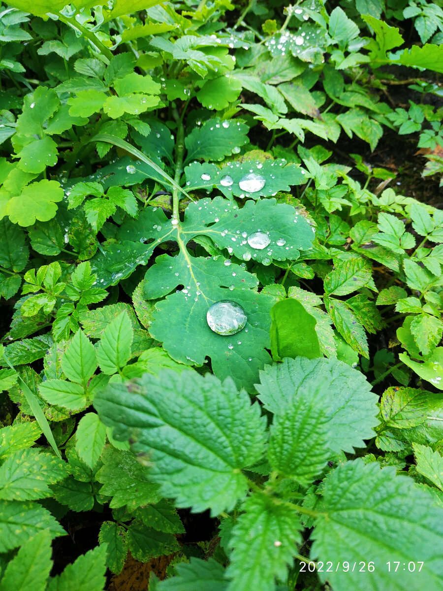 капли на листьях