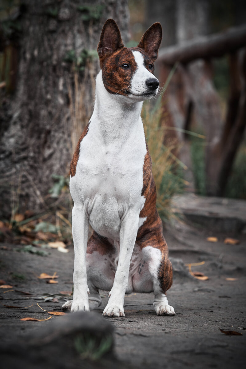 Хани-умница! Фотограф Иван Вострецов 