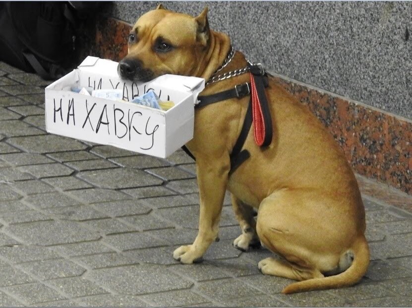 Подайте на образование. Животные попрошайки. Смешной попрошайка. Собака просит денег.