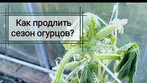 Как продлить сезон огурцов?