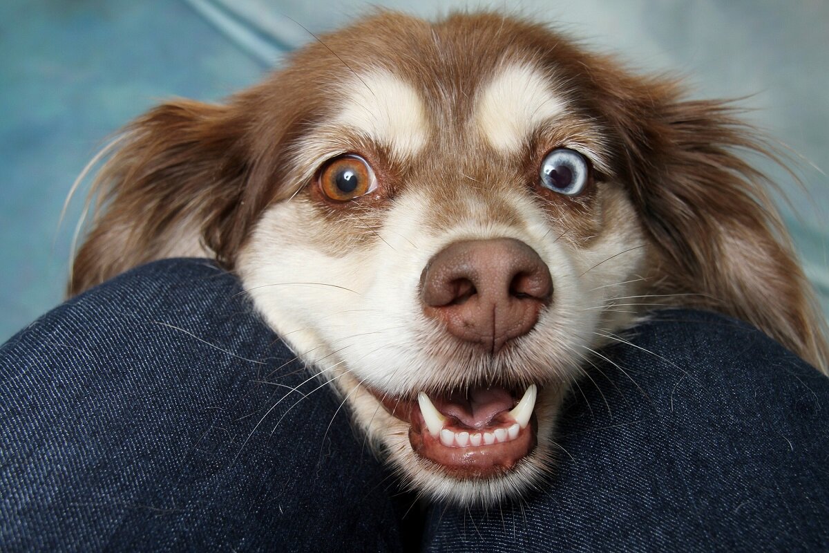 Собака с разными глазами. pixabay.com