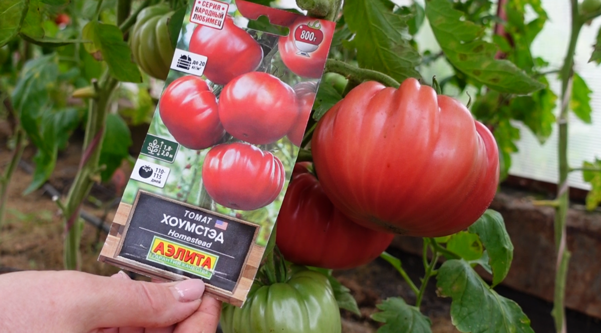 Этот томат превзошёл все мои ожидания - форма, вкусовые качества и ...