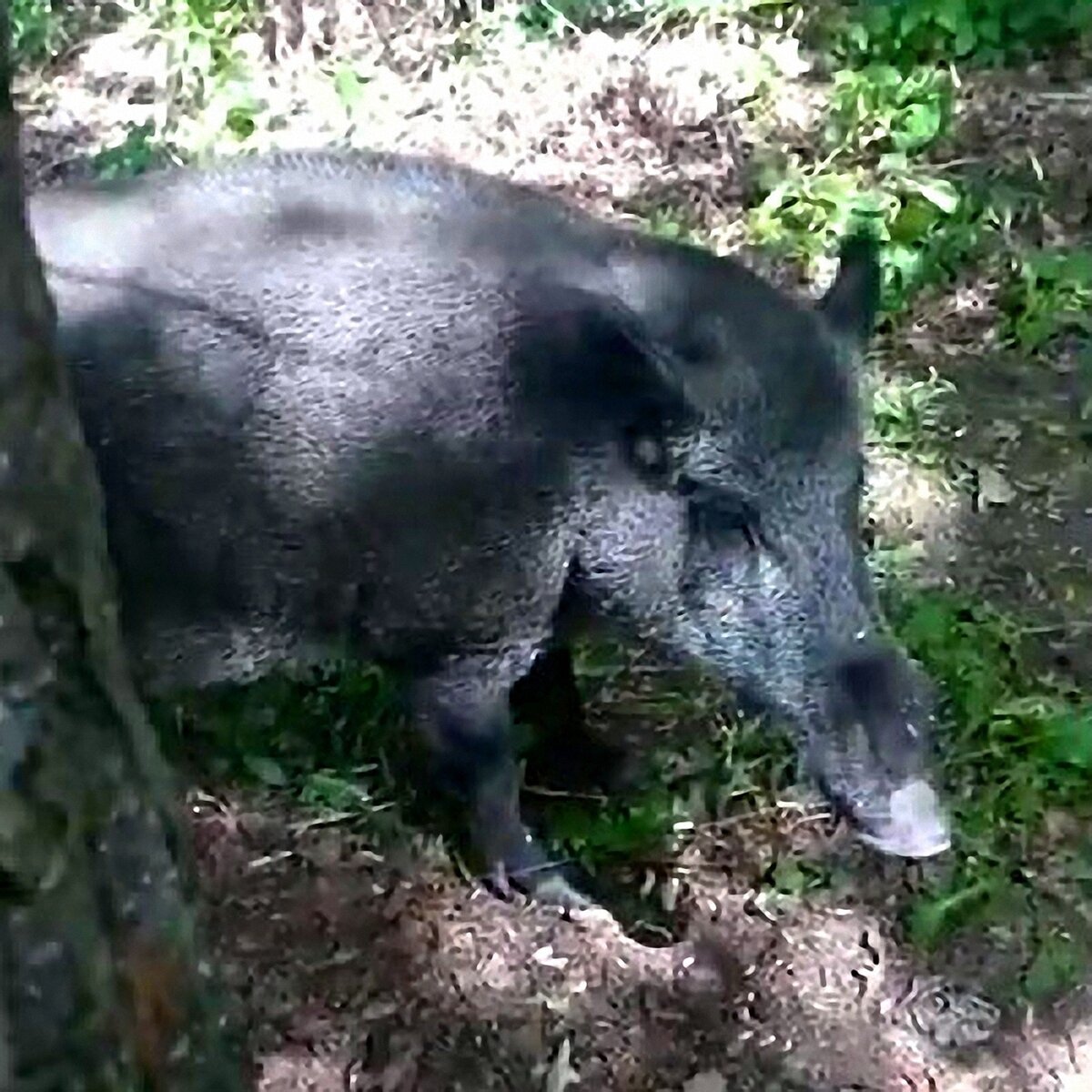 Скриншот с видео