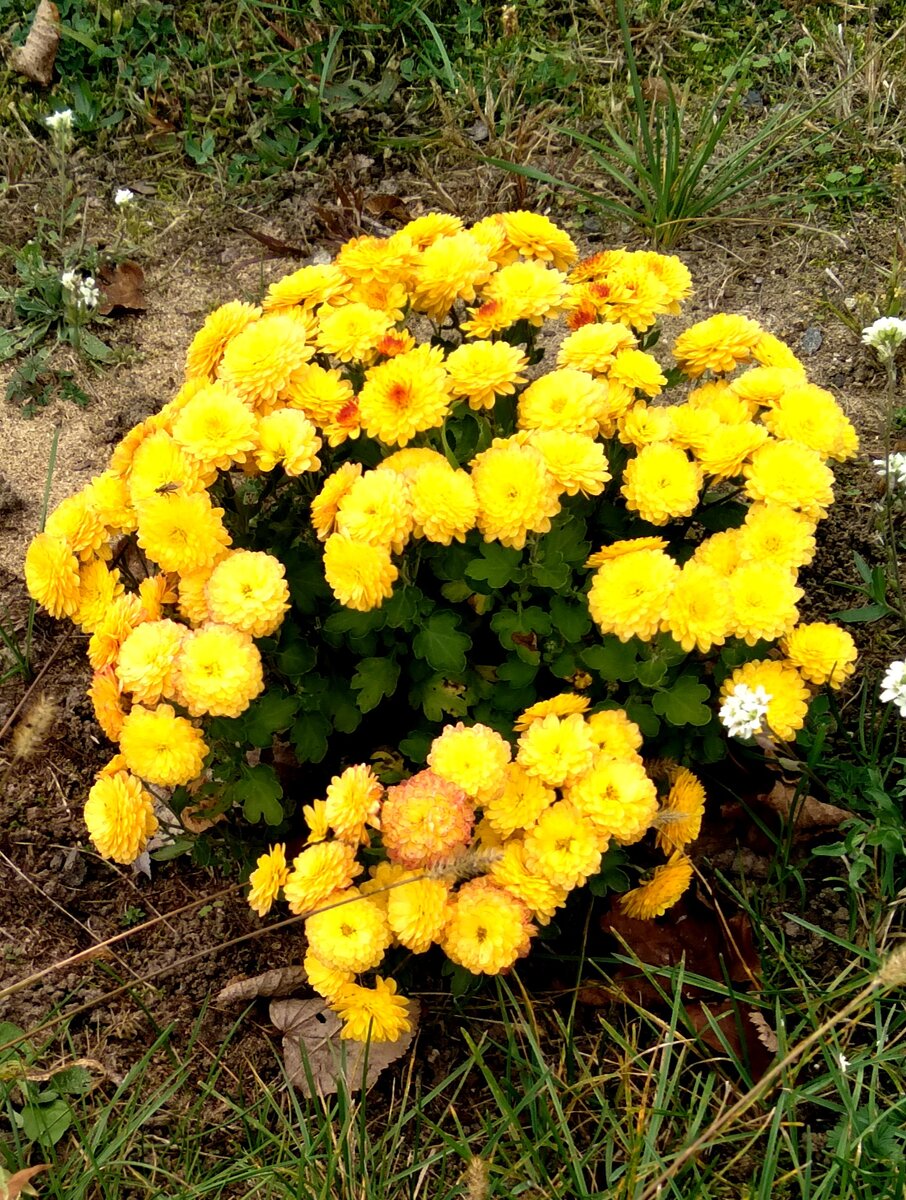 Ярко-желтые хризантемы