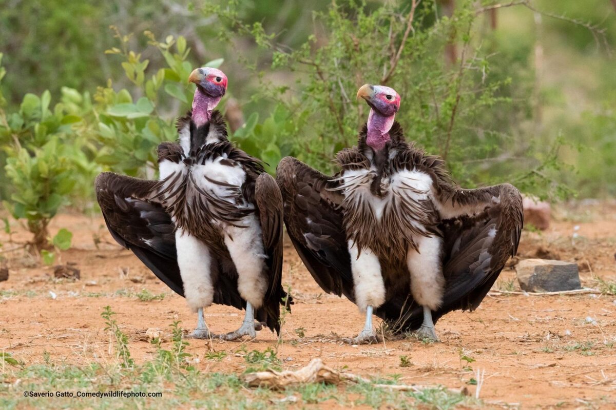 © Saverio Gatto.
Финалист Comedy Wildlife Photography Awards’2022