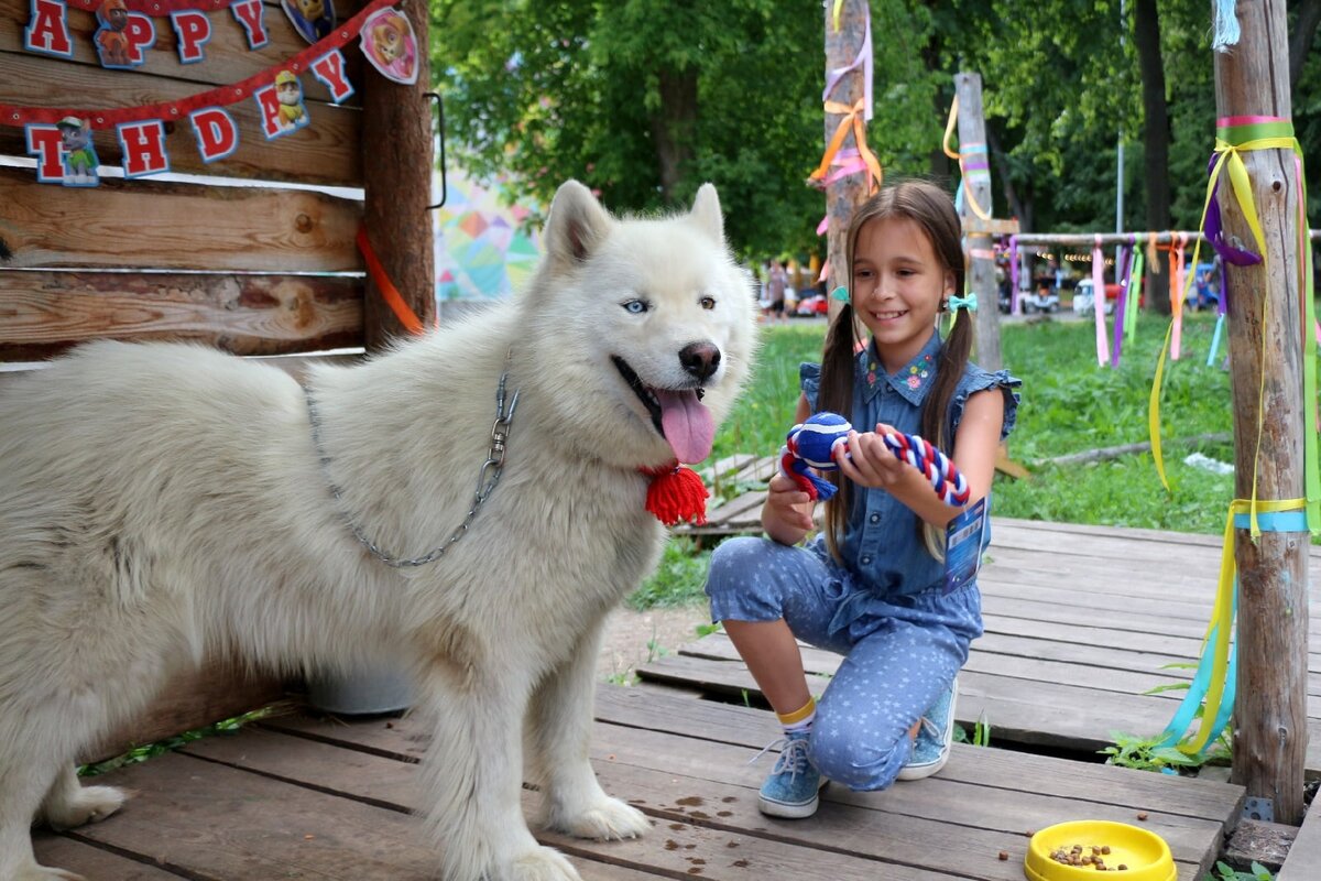 Хаски Велес принимает подарочки на день рождения.