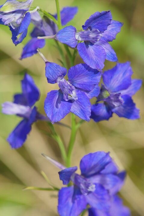 Картинка с дельфиниумом полевым.