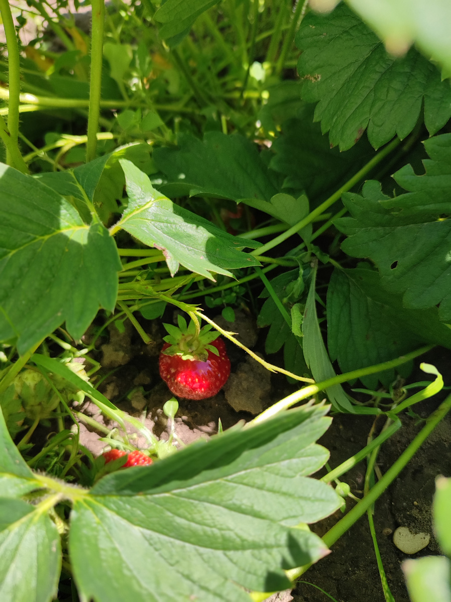 ...или клубничку, земляничку.