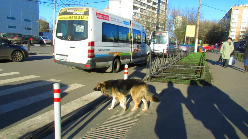 Собаки и люди на дороге. Собака переходит дорогу. Собака на пешеходном переходе. Кот переходит дорогу. Животные переходят дорогу.