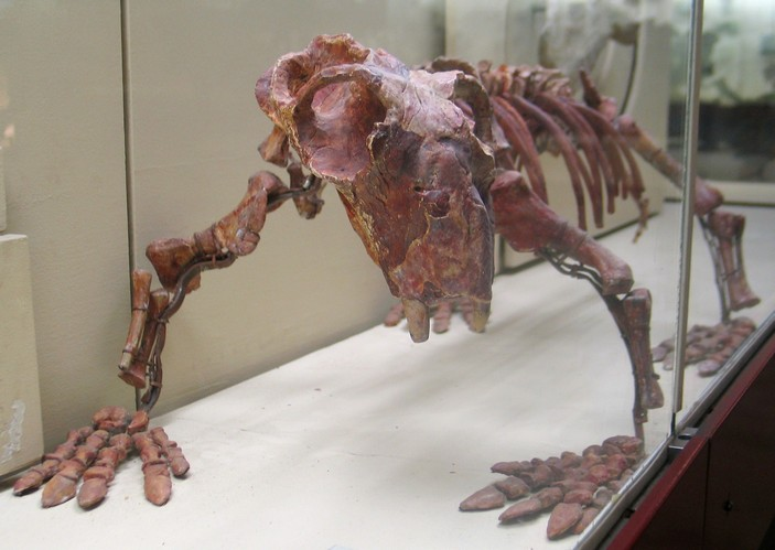 Скелет листрозавра из Палеонтологического музея