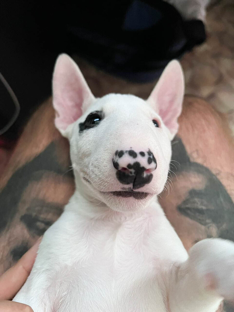 тут мы пытались отследить как быстро будет темнеть носик, ведь когда мы забрали малыша он был еще розовеньким:)