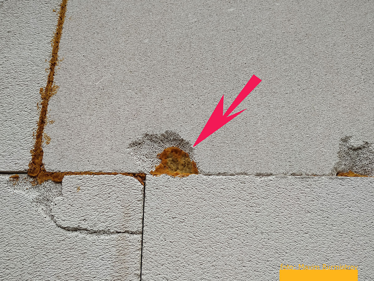 Кусочки пены в стыках и выбоинах стены стали вожделенной целью для синиц.