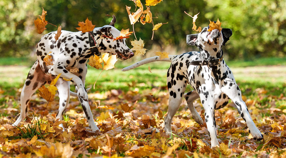 Как выбрать кличку, отражающую характер вашего далматина-мальчика?