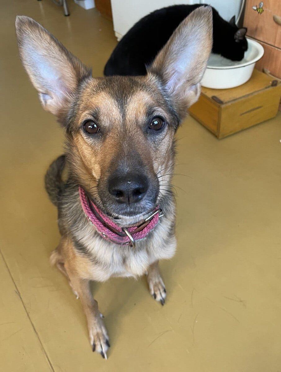 Сейчас у Вари всё хорошо. Она дома у Ирины Георгиевны. Учится жить в любви и заботе.