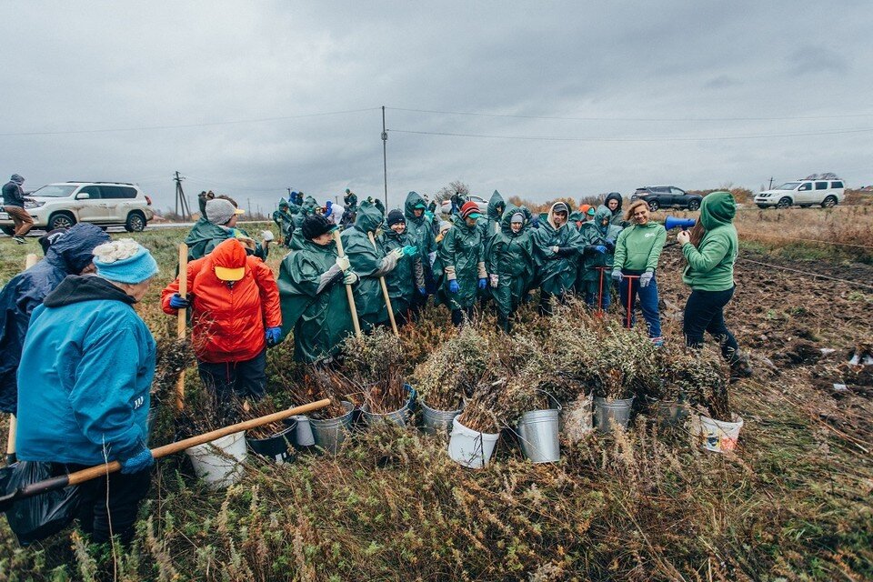     Ростовские добровольцы приехали сажать деревья, несмотря на дождь. Фото: Артем ПАНФИЛОВ.