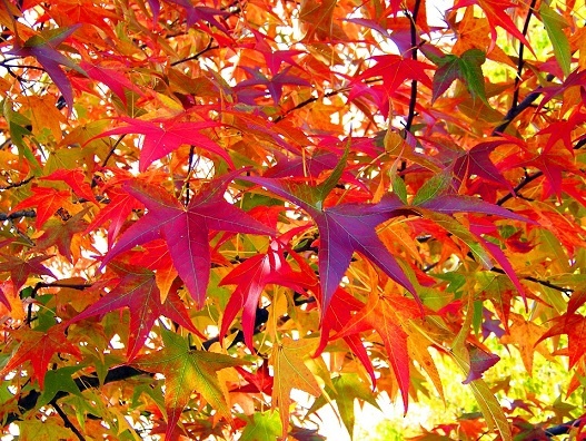 Изображение из открытого источника. Pixabay