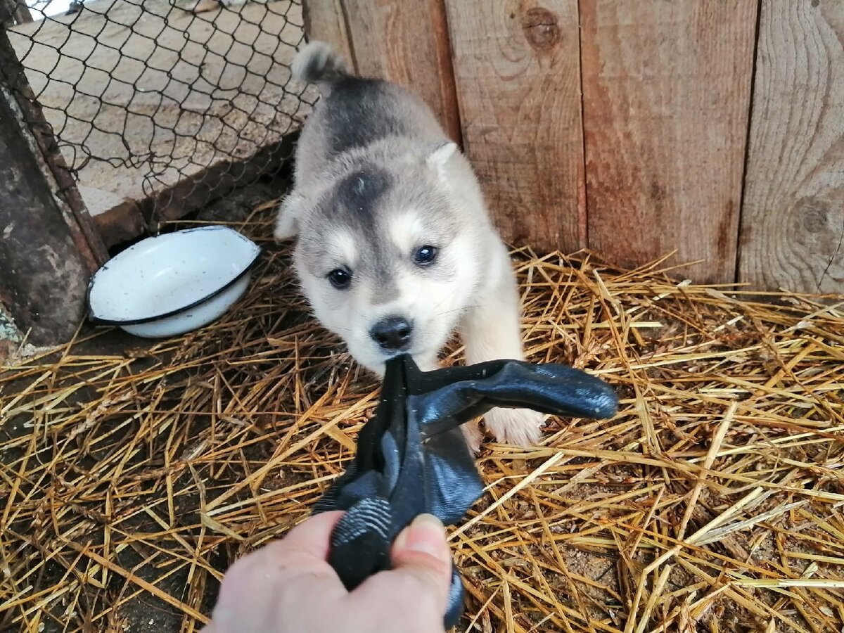 В приют подкинули 7 месячных щенков