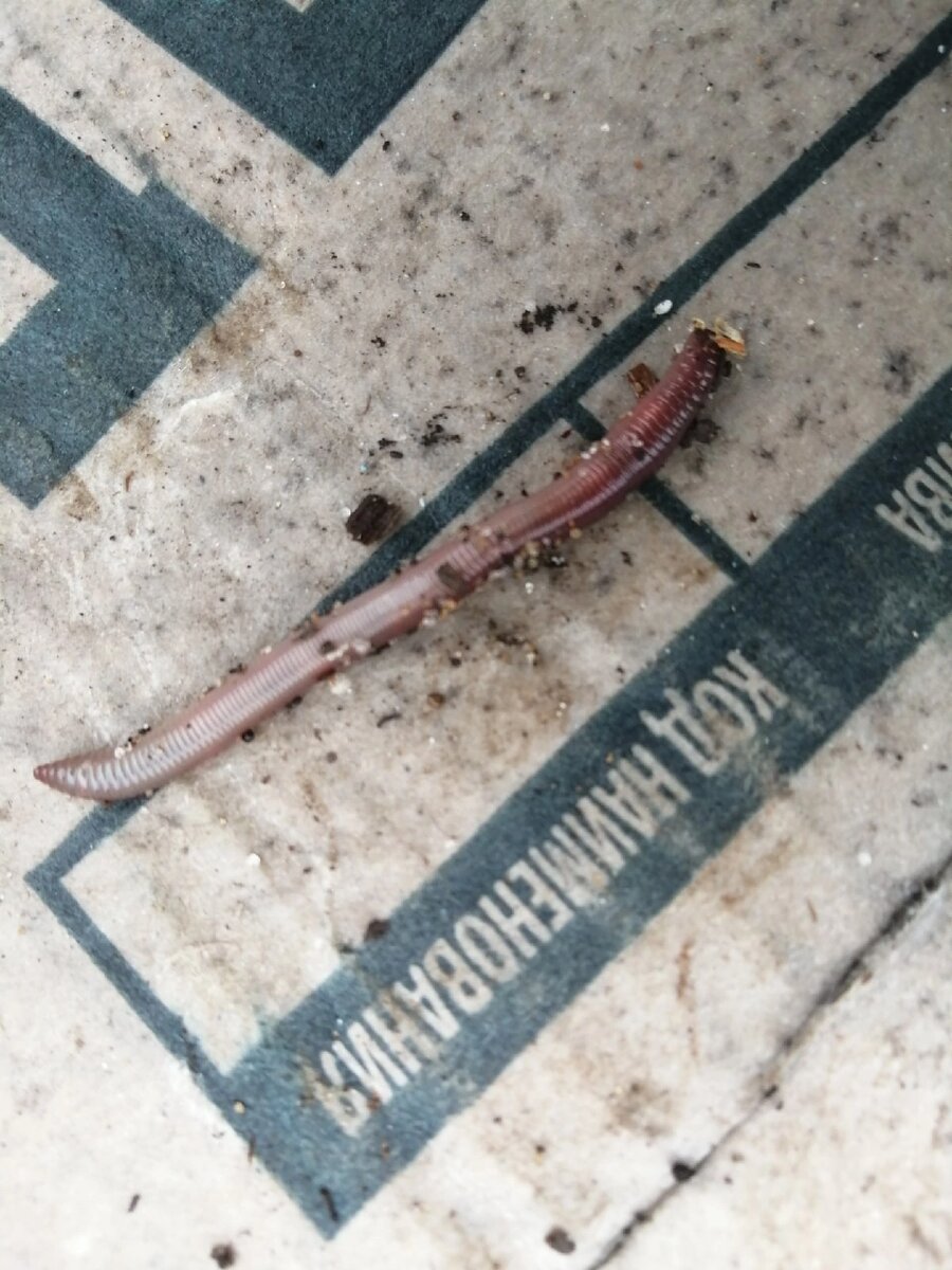 личные, дачные, дружелюбные😂