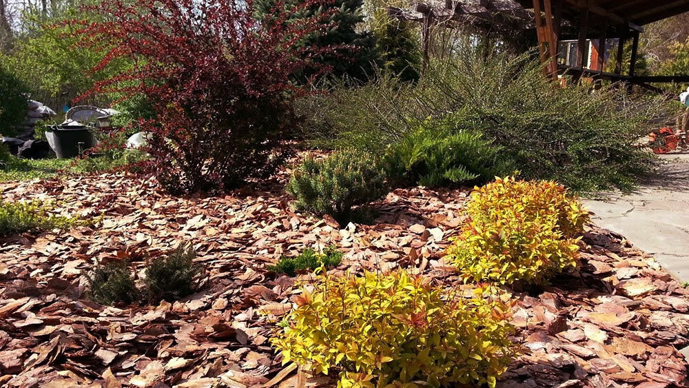 Мульча из коры смотрится очень декоративно