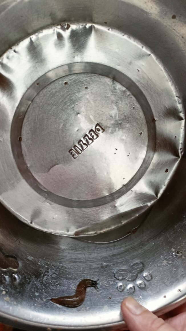 Слизень в собачьей миске 7 ноября 2022 года в 8.00.