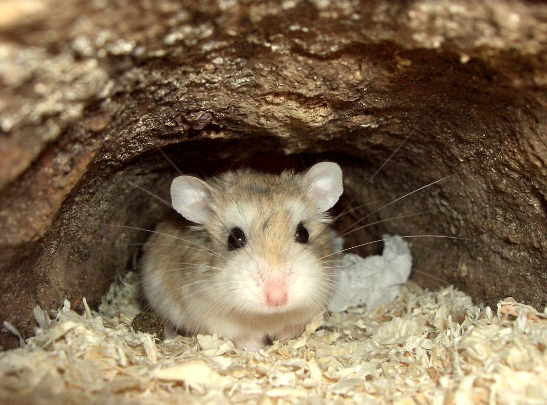 Мышь хомячков. Хомяк Роборовского. Крысовидный хомячок. Джунгарский хомячок в дикой природе.