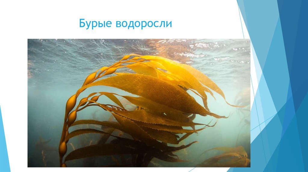 Этот богатый йодом продукт относят к классу бурых водорослей за шоколадные оттенки в окраске. Его международное научное название – ламинария. Она состоит из длинного, до 5-6 м, слоевища в форме узкой пластины. В нижней части растение сужается в черешок с ризоидами для прикрепления к подводным камням. 
Ламинария растет на небольшой глубине густыми скоплениями. Поскольку она предпочитает места с постоянными течениями, ее пластины всегда вытянуты в одну сторону и мерно колышутся. Такие заросли называют «водорослевыми лесами». Они дают укрытие множеству мелких рыб и беспозвоночных, но и затрудняют передвижение маломерных судов по мелководью.