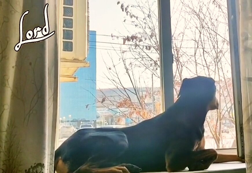 Любимое окно. 