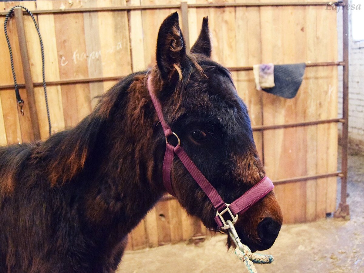 Первый раз почистила его. Этот взгляд!