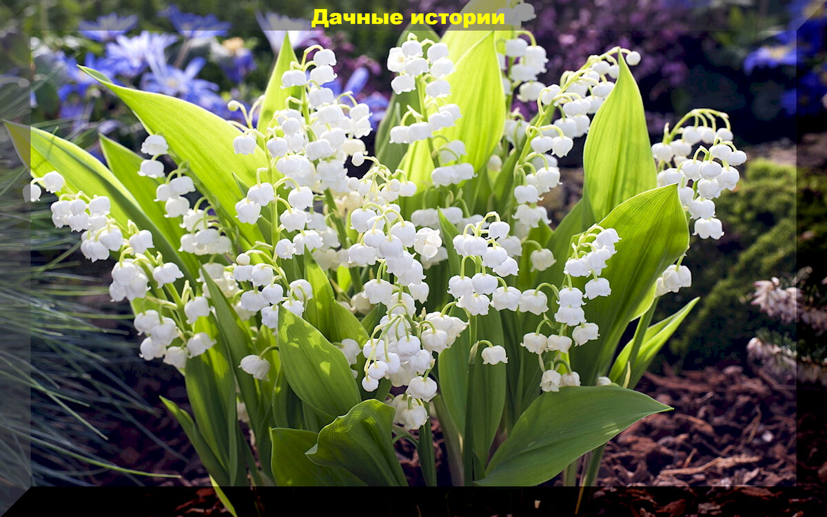 https://vk.com/photo-159774511_457256822. Ландыш.