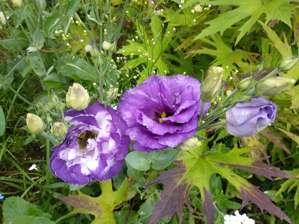 Высокорослая эустома Эй Би Си БЛЮ РИМ в моем саду. Фото автора