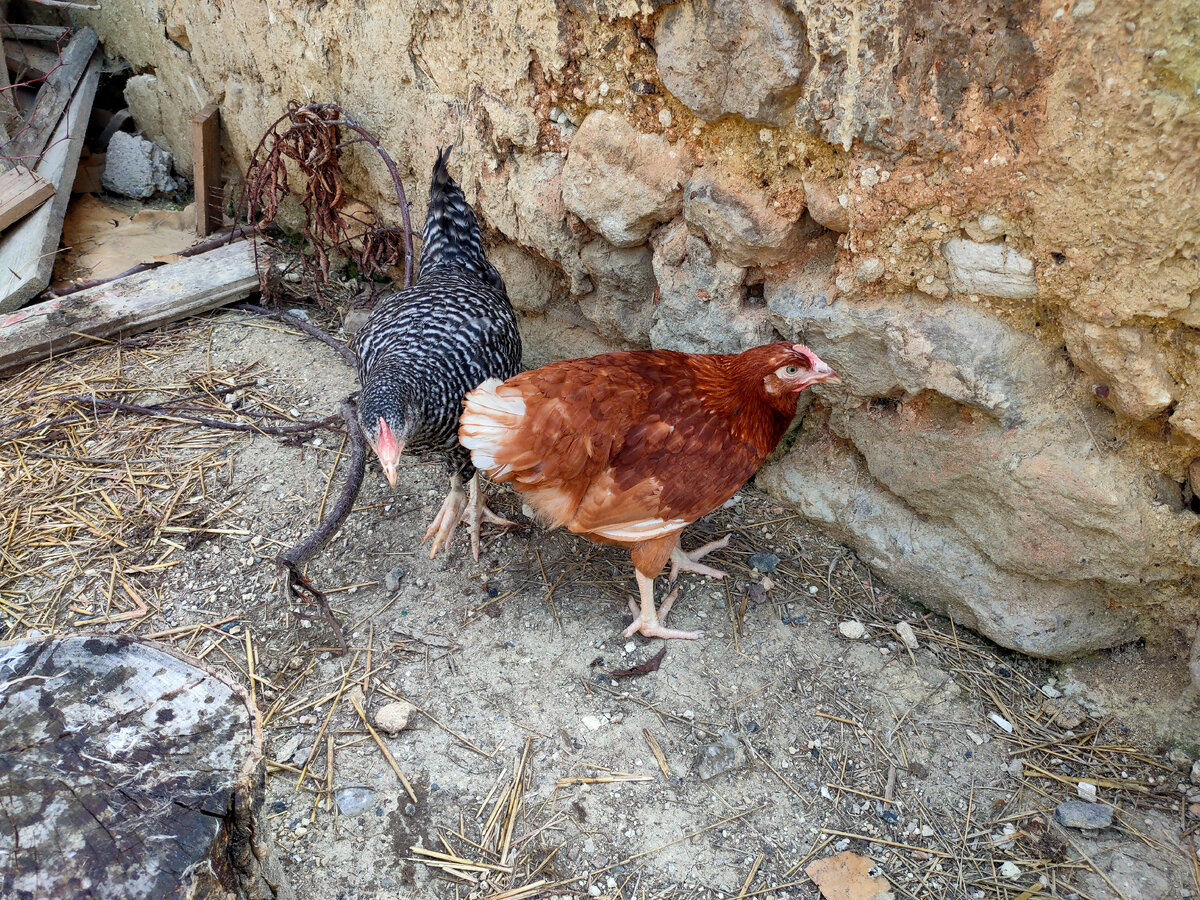 Шейвер Браун - рыженькая. Маленькая по размерам, но мне обещали, что нестись будет сразу